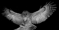 In Hegel's words, 'the owl of Minerva begins its flight only with the onset of dusk.'